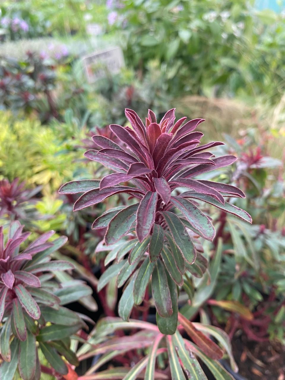 EUPHORBIA CHARACIAS