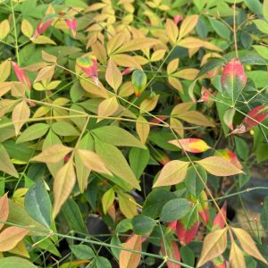 NANDINA CHICA
