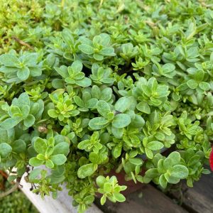 PORTULACA GRANDIFLORA BOLO C20