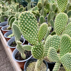 CACTUS MICKEY M-12