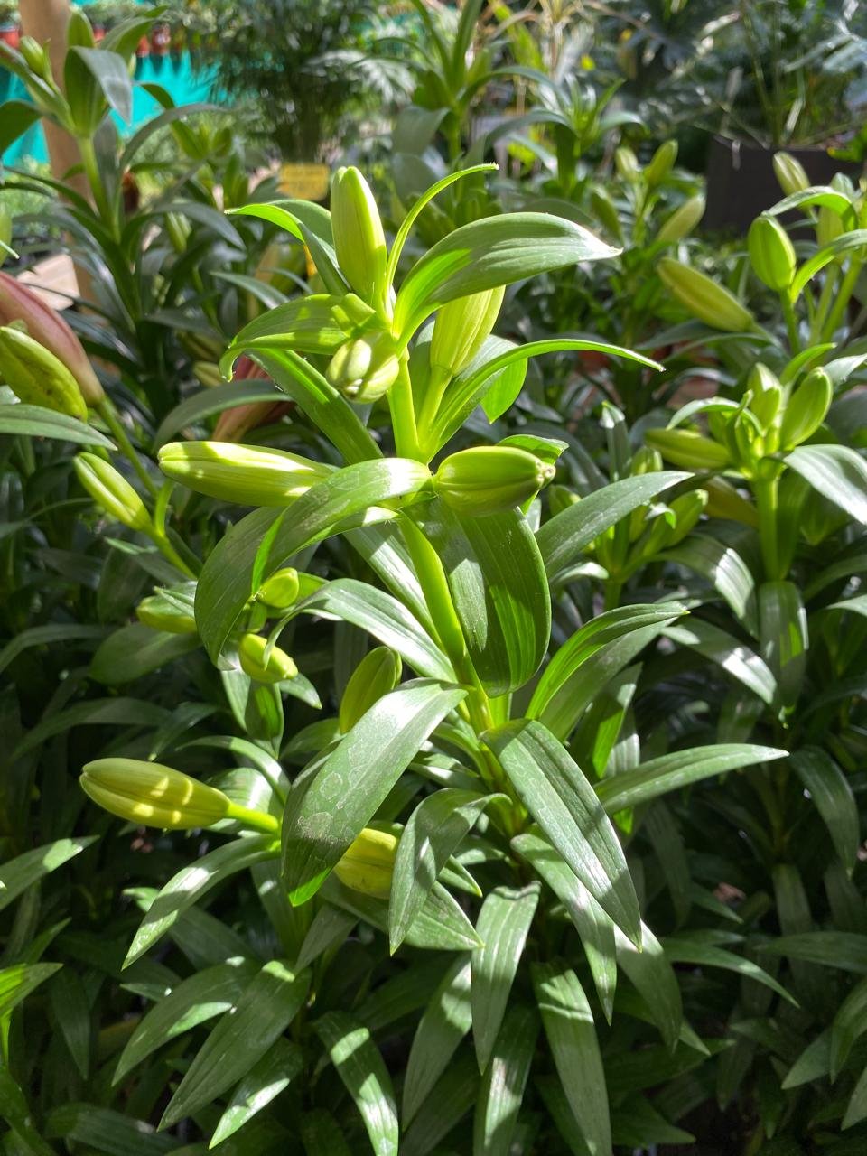 LILIUM SIMPLE M-13
