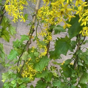 SENECIO MIKANOIDE