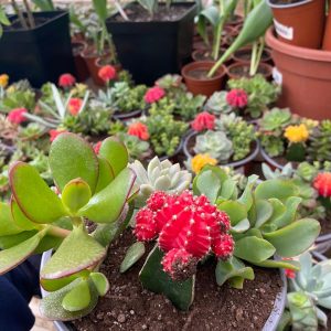 ARREGLO CACTUS JAPONES