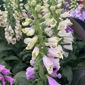 DIGITALIS GRANDES