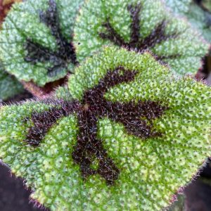 BEGONIA