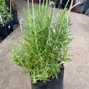 LAVANDA FRANCESA B25