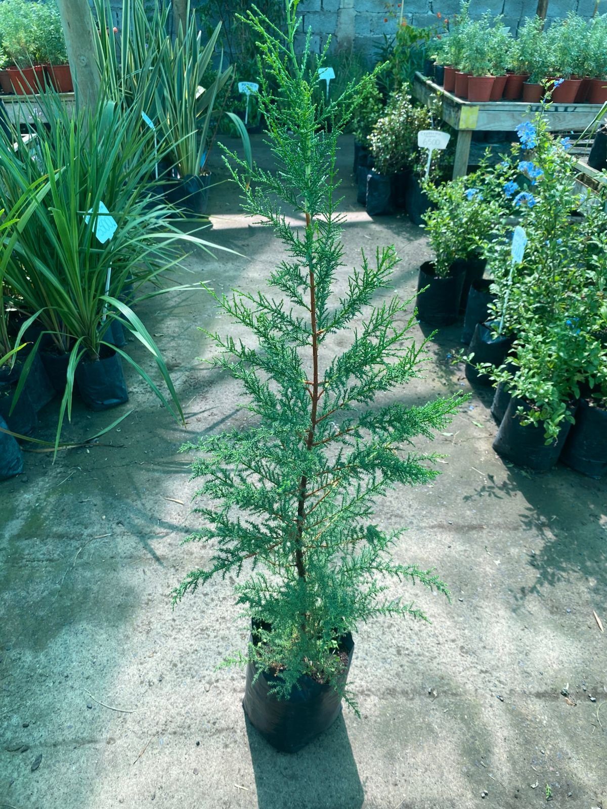 PINO CIPRÉS MACROCARPA – B-30 - Imagen 3
