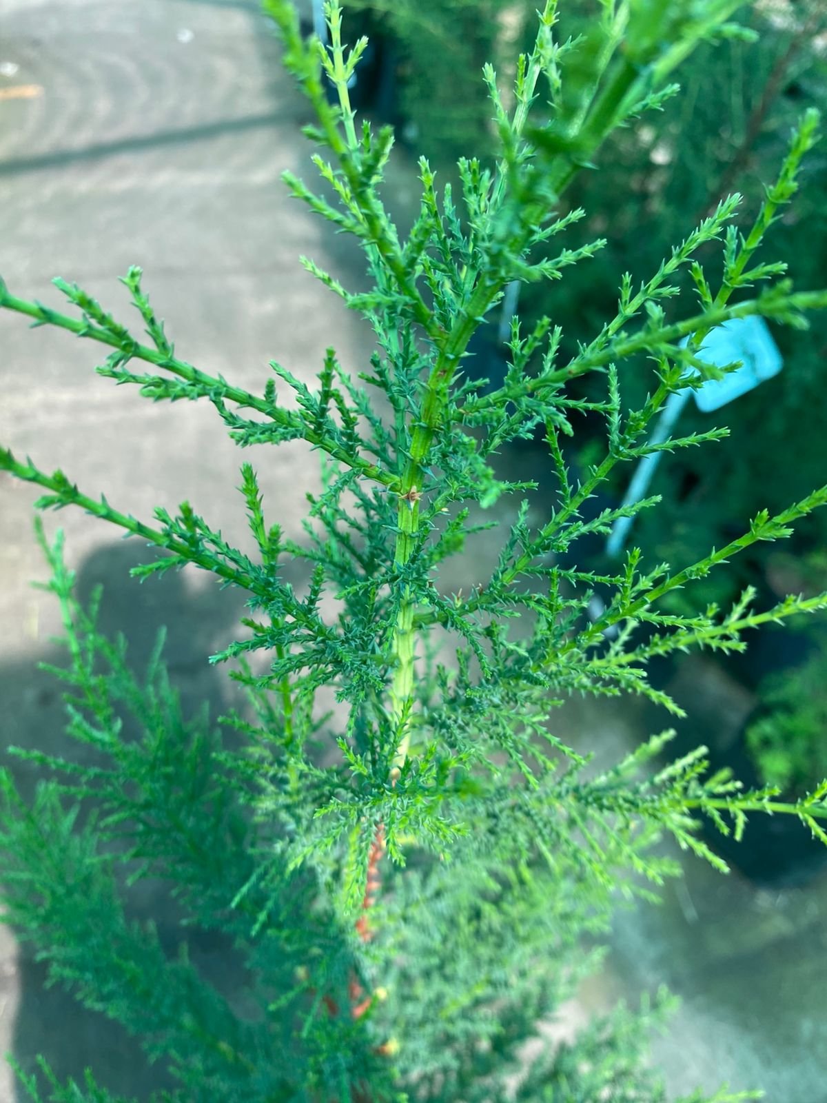 PINO CIPRÉS MACROCARPA – B-30 - Imagen 2