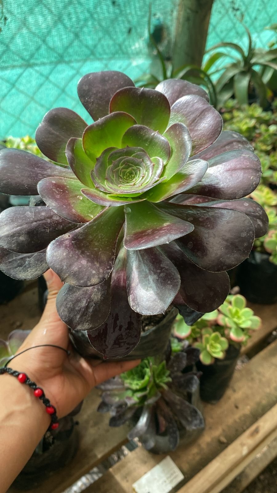 AEONIUM SURTIDO