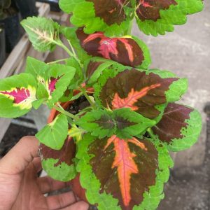 COLEUS M-13