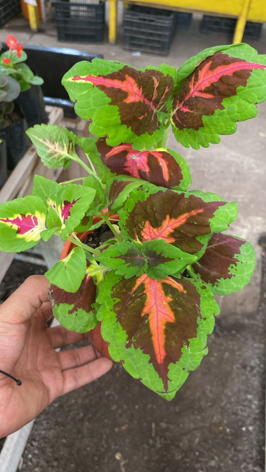 COLEUS M-13