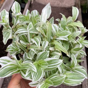 ZEBRINA COLGANTE BLANCA