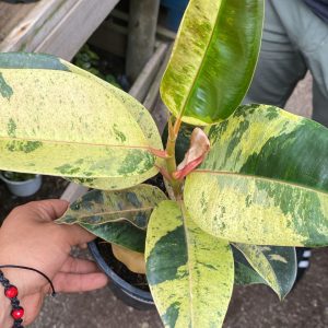 GOMERO TINEKE O VARIEGADO M-19