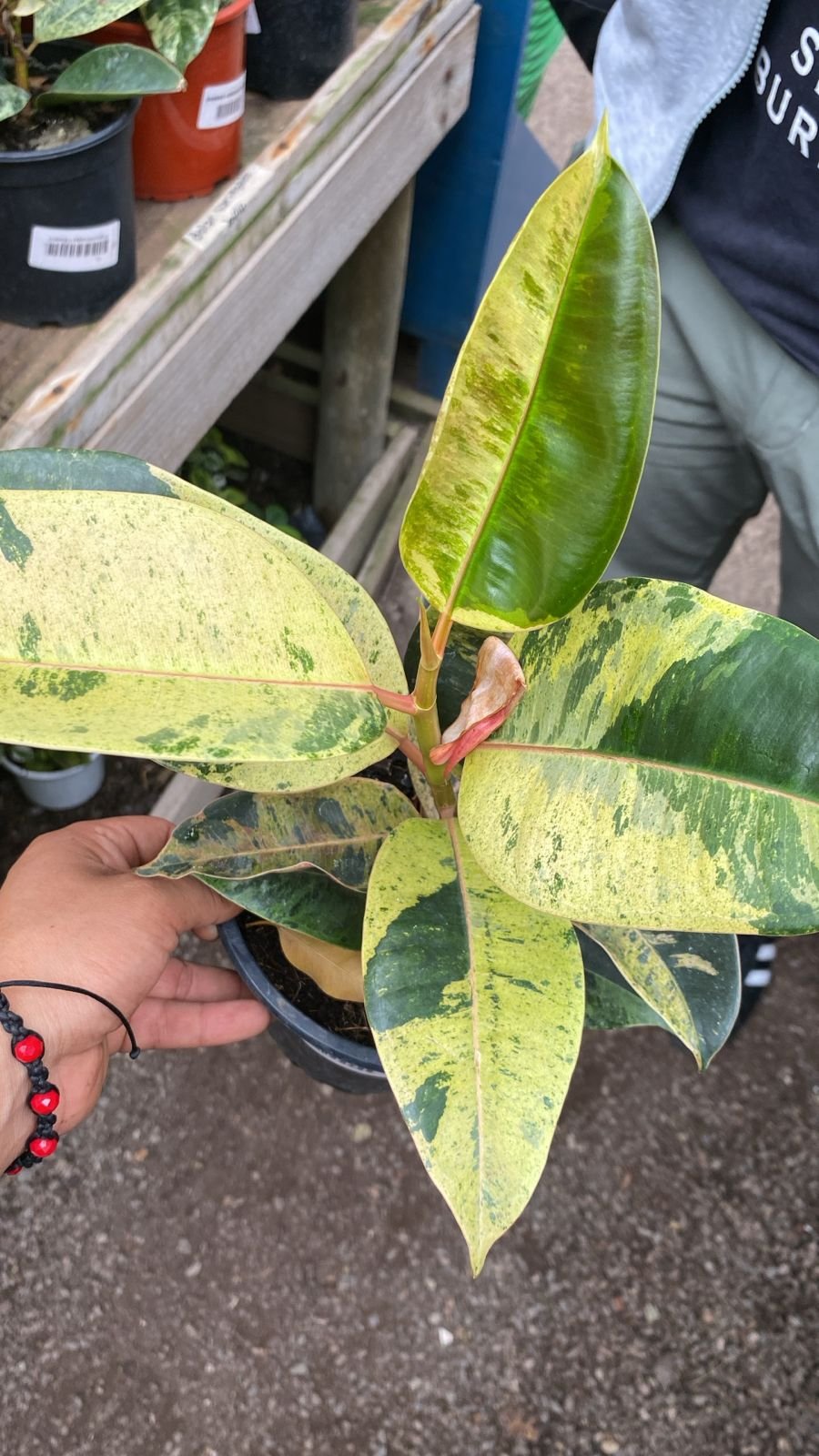 GOMERO TINEKE O VARIEGADO M-19