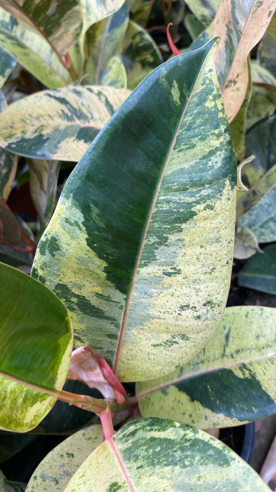 GOMERO TINEKE O VARIEGADO M-19 - Imagen 2