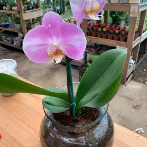 ARREGLOS DE ORQUIDEAS EN MACETAS DE VIDRIO