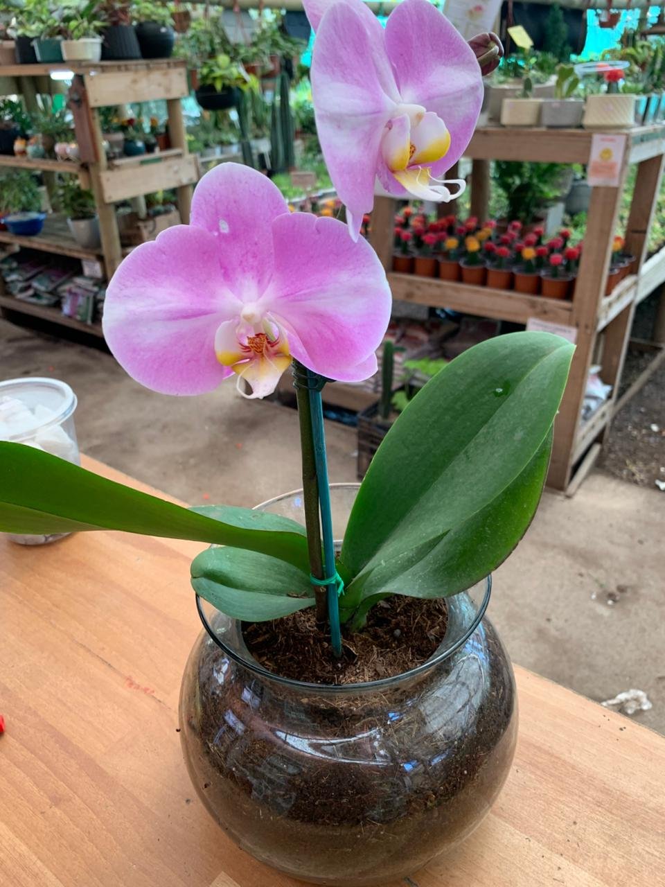 ARREGLOS DE ORQUIDEAS EN MACETAS DE VIDRIO