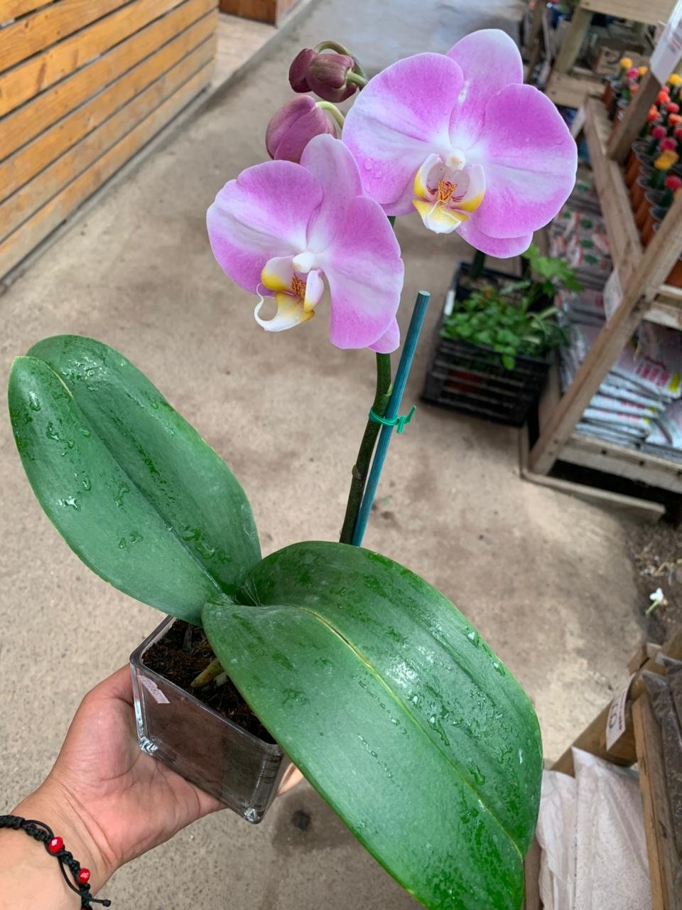 ARREGLOS DE ORQUIDEAS EN MACETAS DE VIDRIO - Imagen 2
