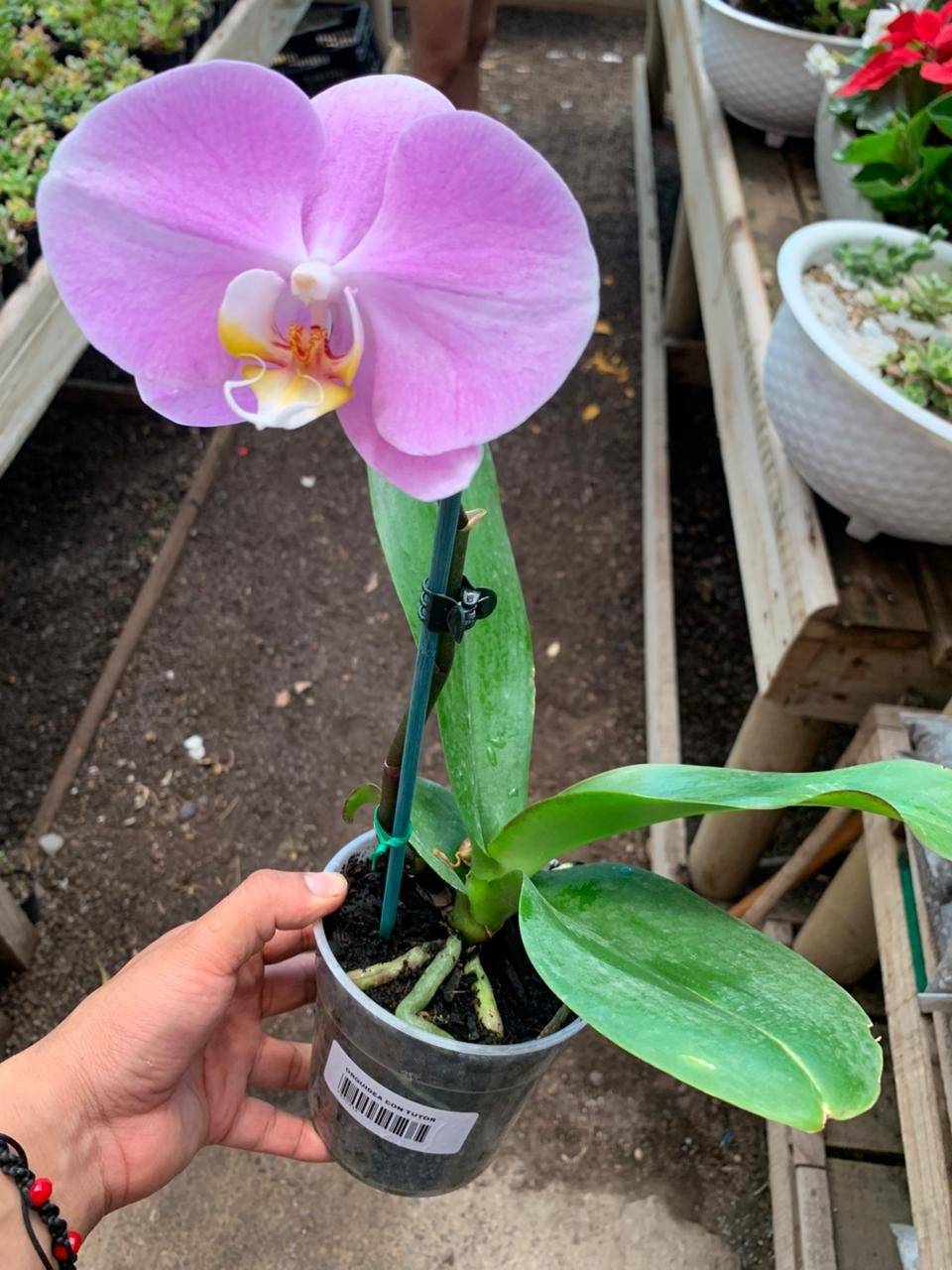ARREGLOS DE ORQUIDEAS EN MACETAS DE VIDRIO - Imagen 3