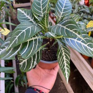 APHELANDRA M-14