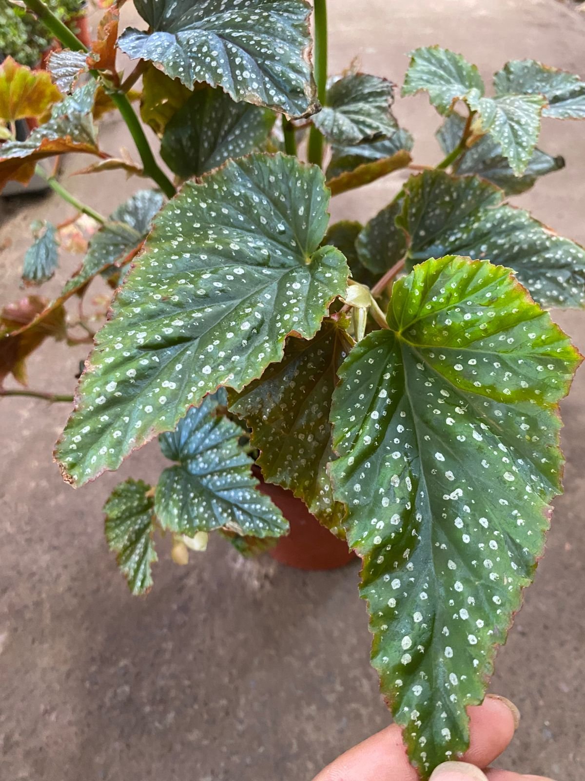 BEGONIA ALA DE ANGEL MC-21 - Imagen 2