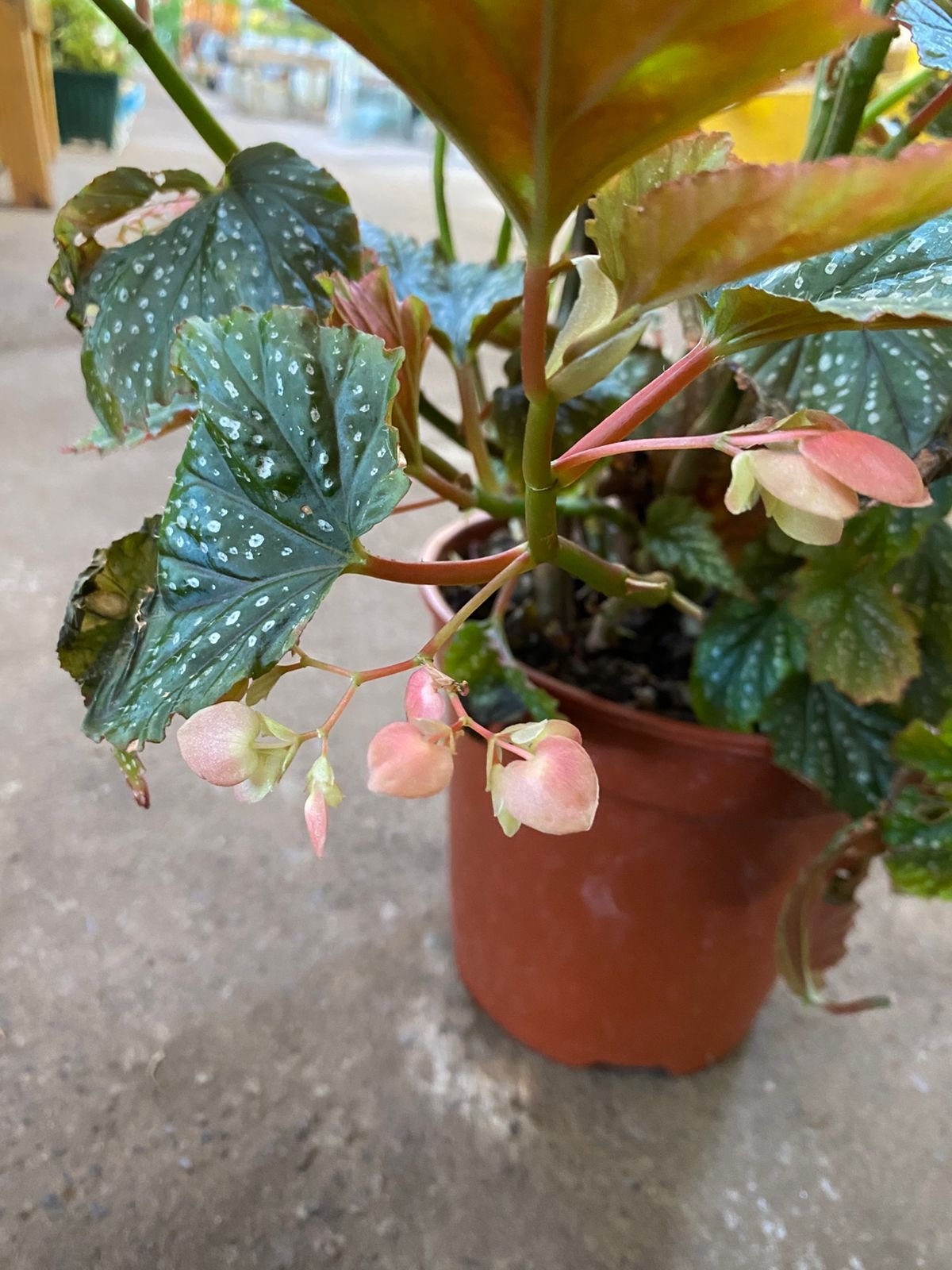 BEGONIA ALA DE ANGEL MC-21 - Imagen 3