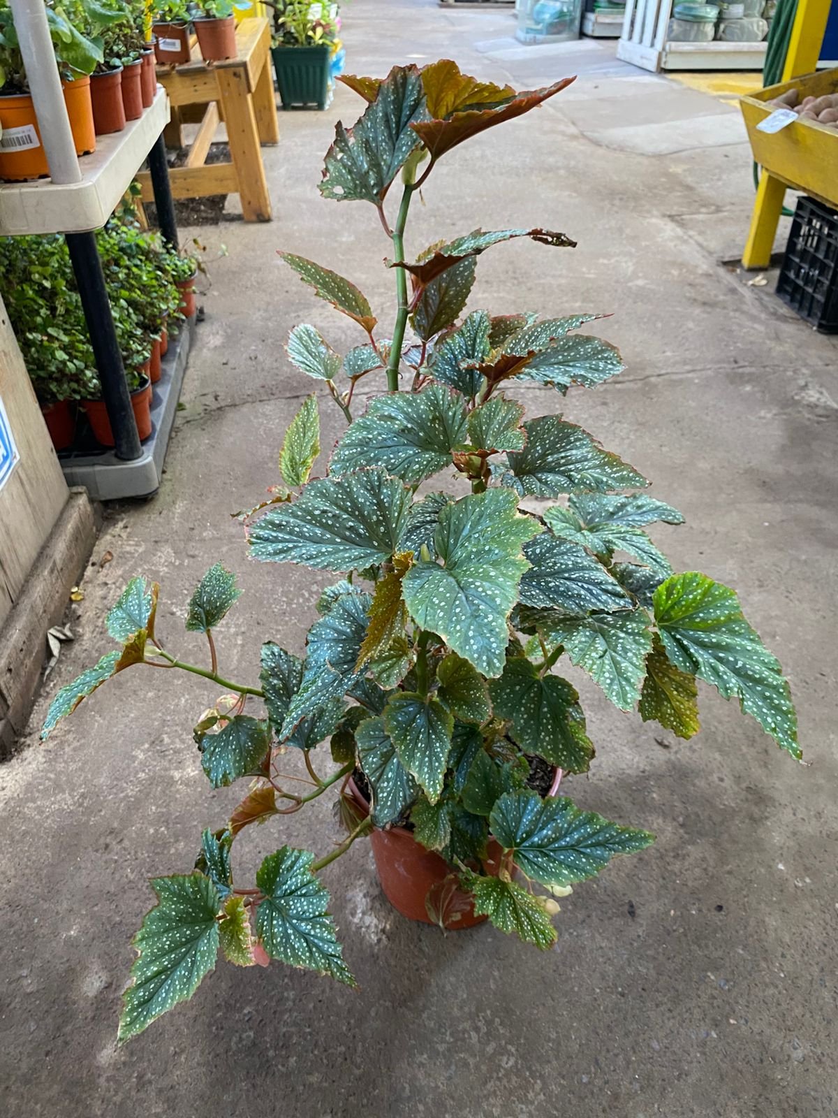 BEGONIA ALA DE ANGEL MC-21
