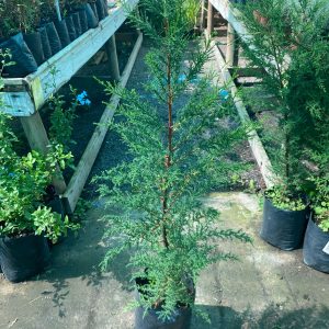 PINO CIPRÉS MACROCARPA – B-30