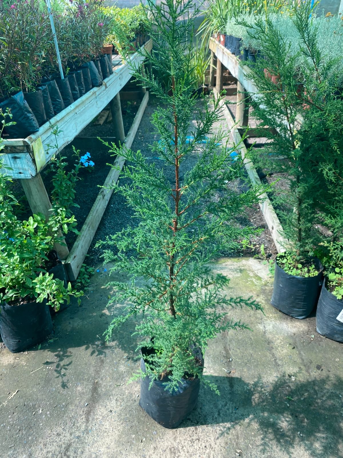 PINO CIPRÉS MACROCARPA – B-30