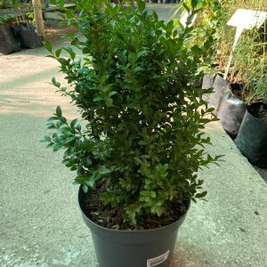 BOJ VERDE