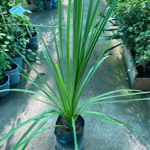 DRACENA ALTA