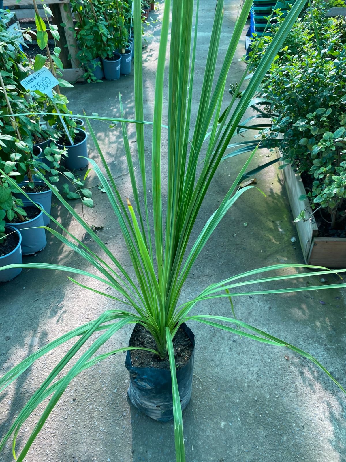 DRACENA ALTA