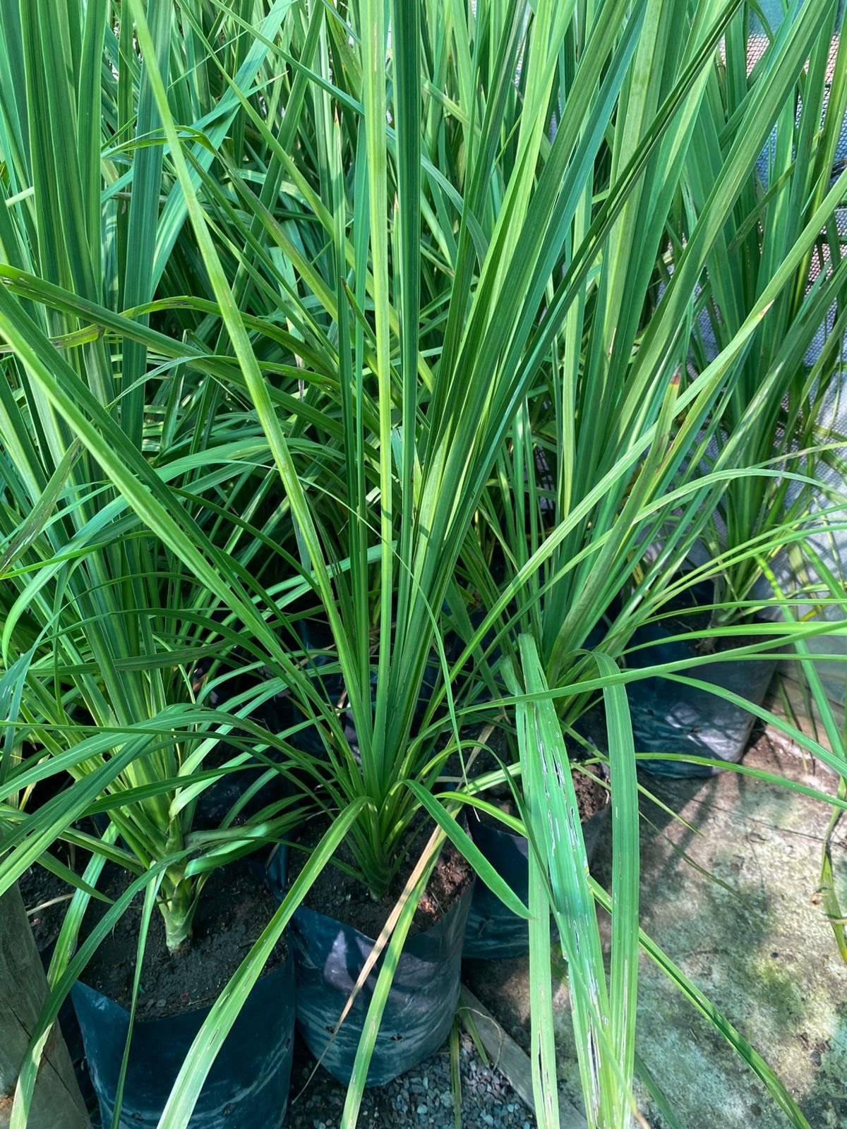 DRACENA ALTA - Imagen 2