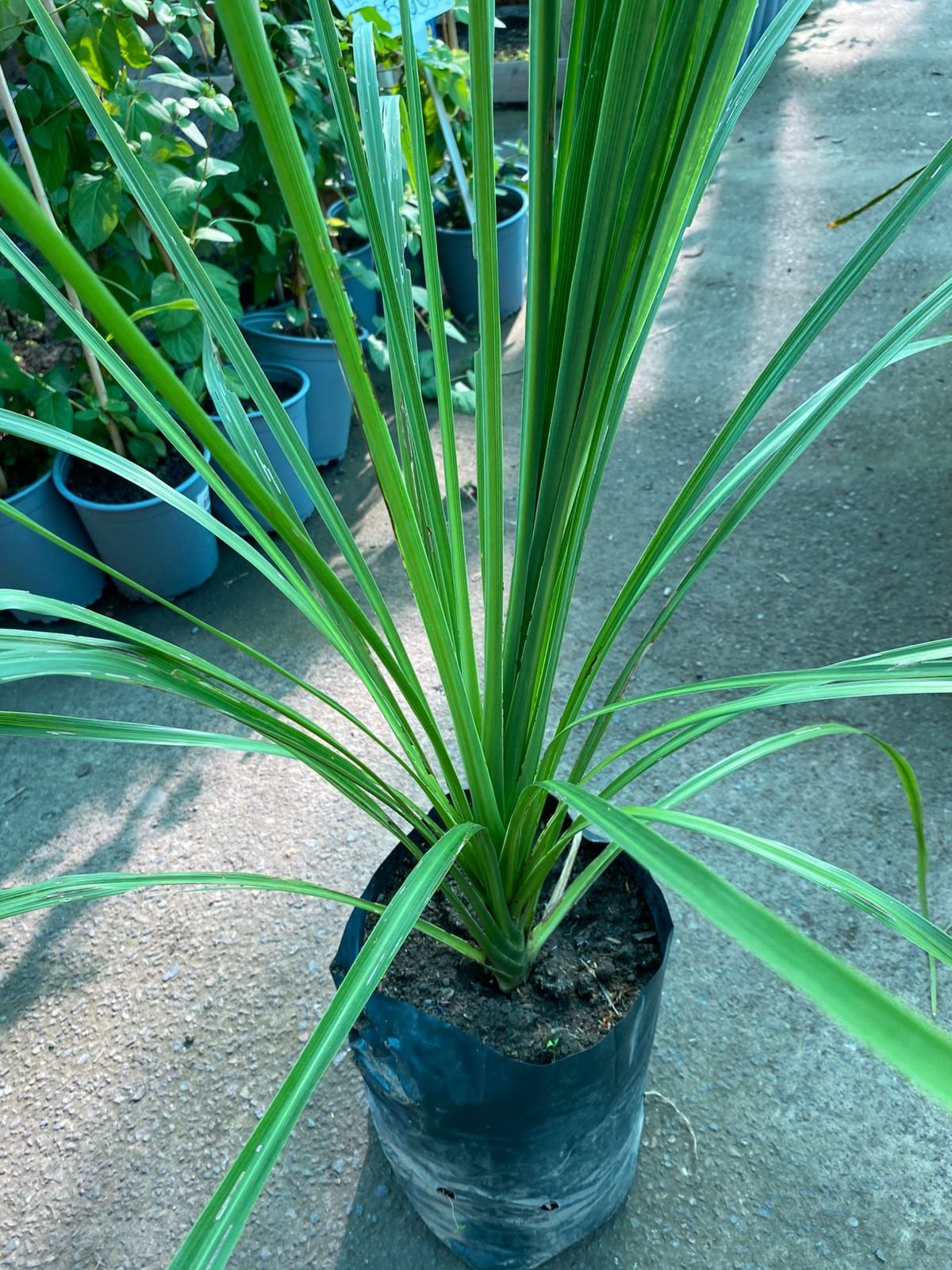 DRACENA ALTA - Imagen 3