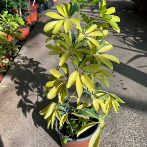 CHIFLER AMARILLA M17