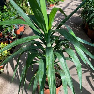 YUCA APICE M25