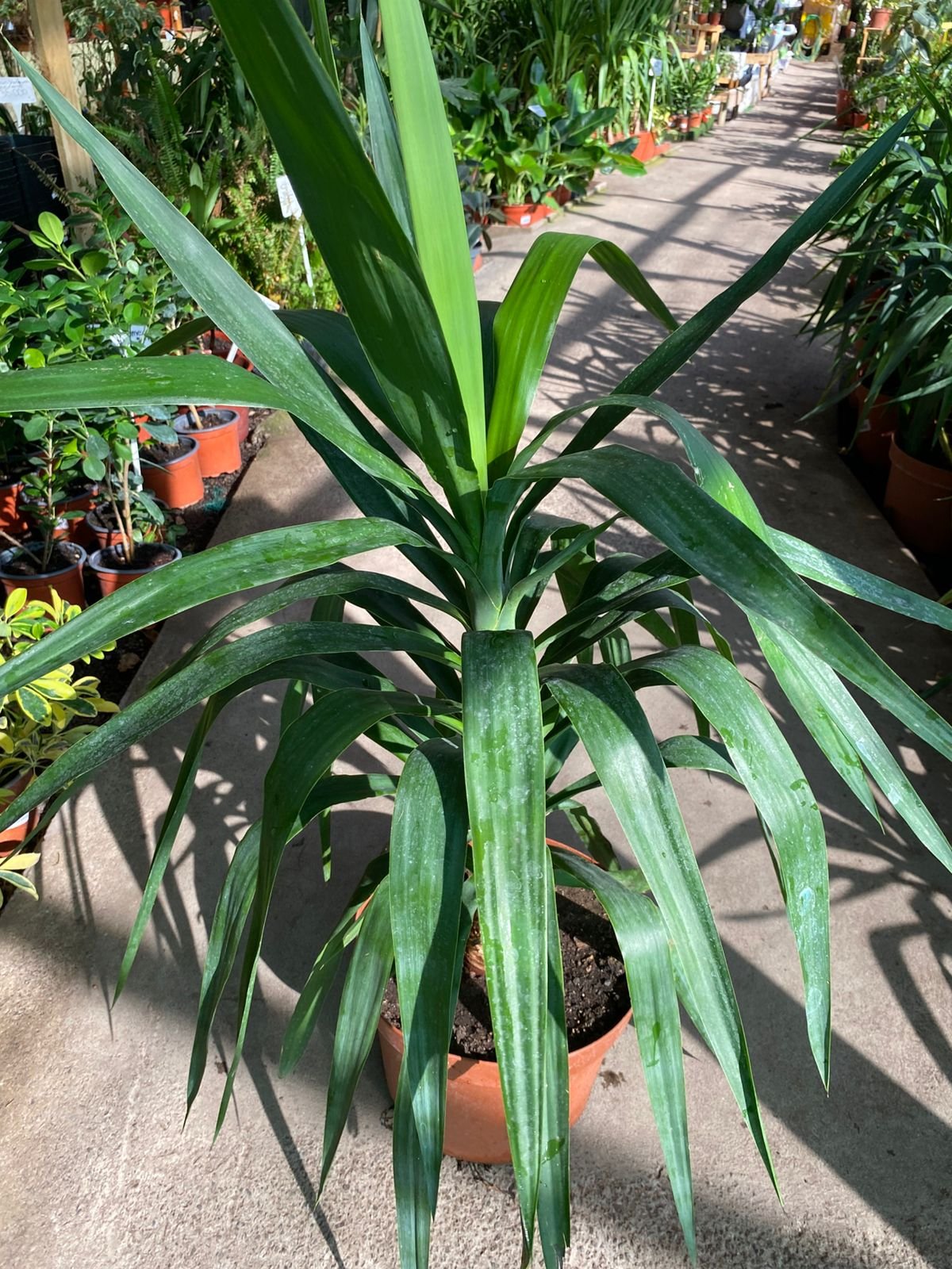 YUCA APICE M25