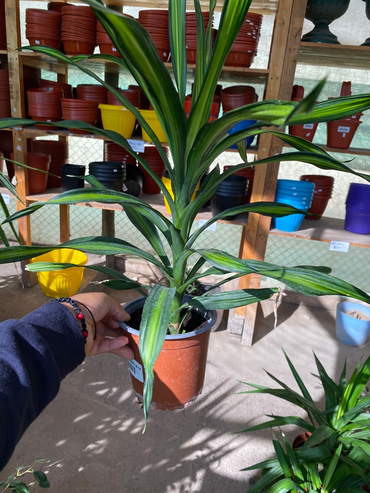 DRACENA RICKY M17 - Imagen 2