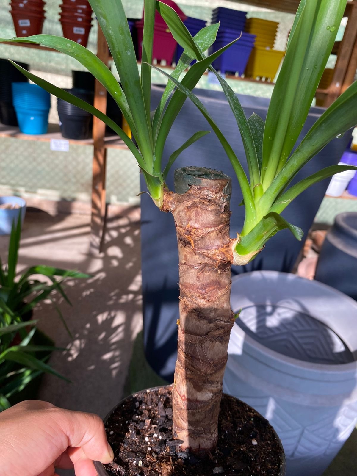 PALO DE YUCA M17 - Imagen 2