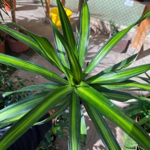 DRACENA RICKY M17