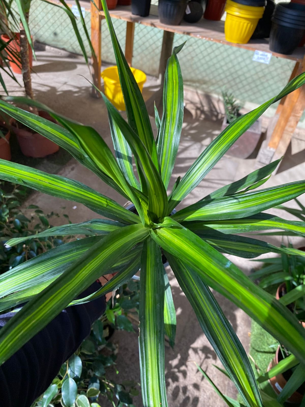 DRACENA RICKY M17