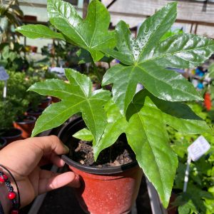 ARALIA JAPÓNICA M14