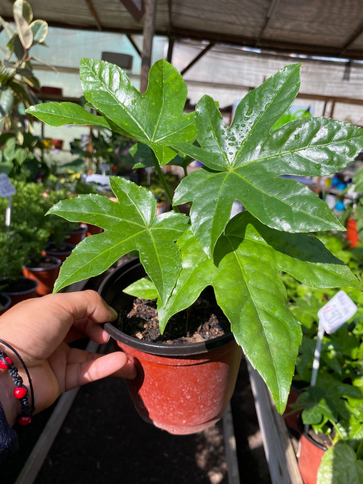 ARALIA JAPÓNICA M14