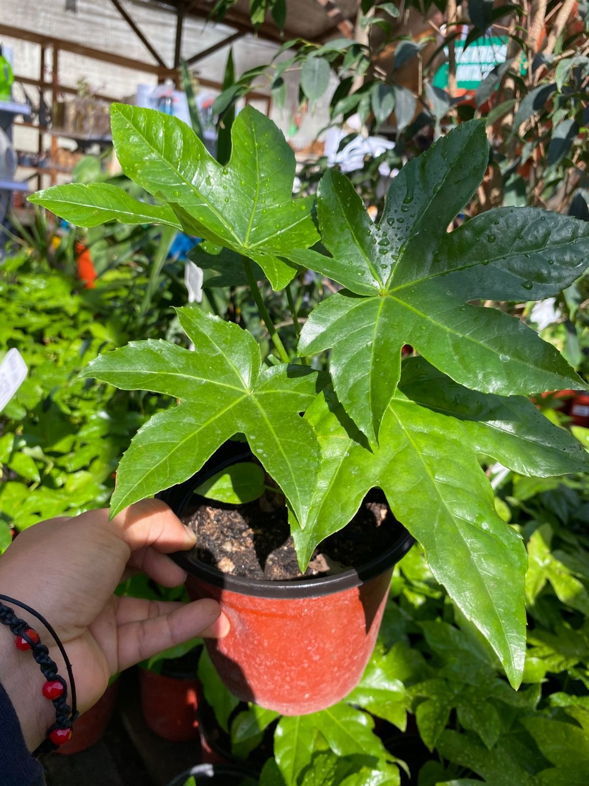 ARALIA JAPÓNICA M14 - Imagen 2