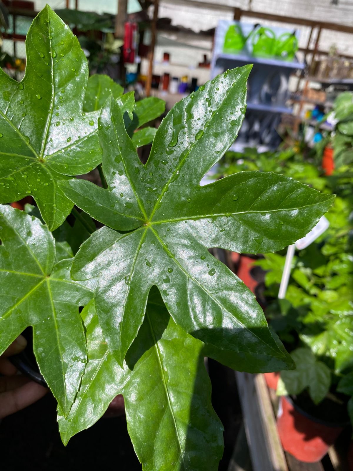 ARALIA JAPÓNICA M14 - Imagen 3