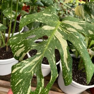 MONSTERA CONSTELLACION