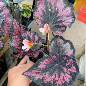 BEGONIA REX M15