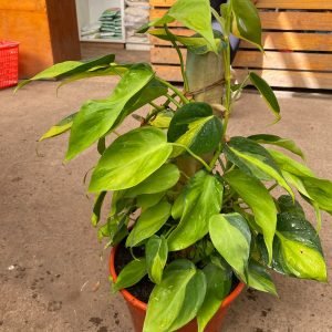FILODENDRO CORDATHUM BRASIL