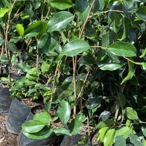 FICUS VERDE MC NEGRO
