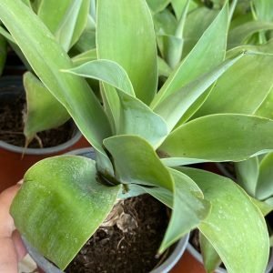 AGAVE MEDIANO